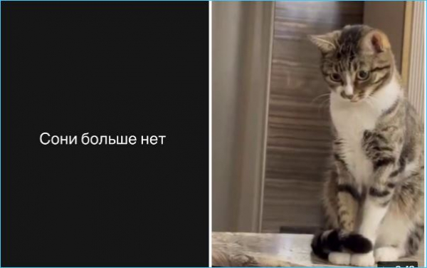 Ольга Орлова винит себя, что не уберегла кошку Соню Ольга Орлова винит себя, что не уберегла кошку Соню