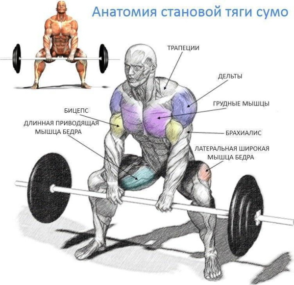 Становая тяга сумо. Техника, какие мышцы работают Становая тяга сумо. Техника, какие мышцы работают